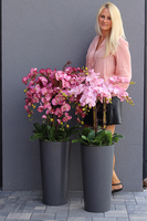 bardzo duży storczyk Madleine w antracytowej donicy, wys.120cm 