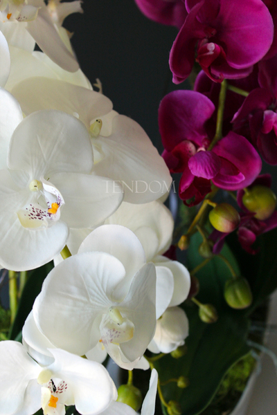 obfity storczyk Klara Fuksja w ciekawej donicy, wys.68cm