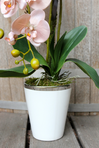 sztuczny storczyk Weranda w kolorze szampana, wys.60cm