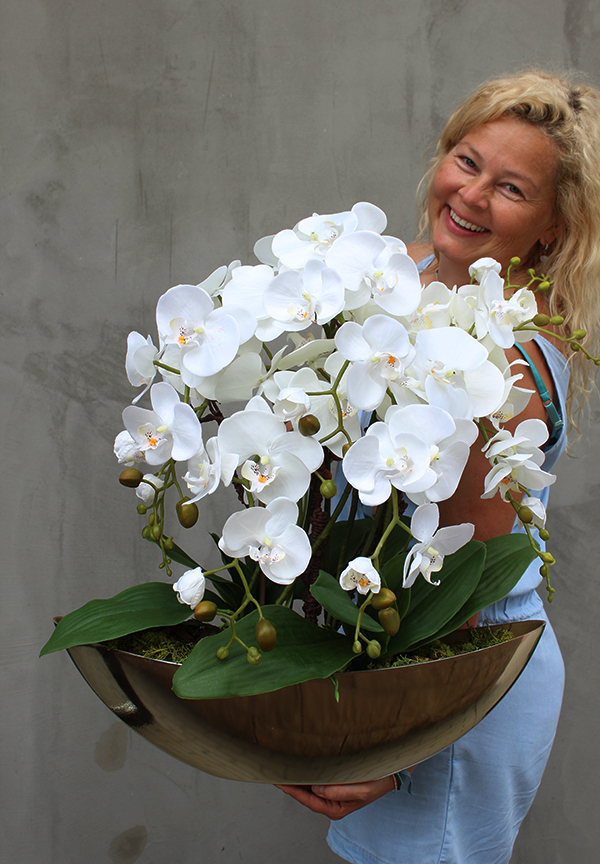 cudownie elegancki Laos Gold, storczyk w złotej osłonce, wys.62cm 