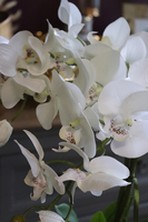 Hemina New, sztuczny storczyk w lustrzanej donicy, wys.50cm 