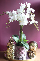 Germina, efektowny storczyk w różowej donicy, wys.67cm