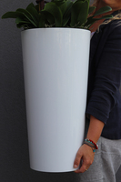 bardzo duży storczyk Madleine w białej donicy, wys.120cm