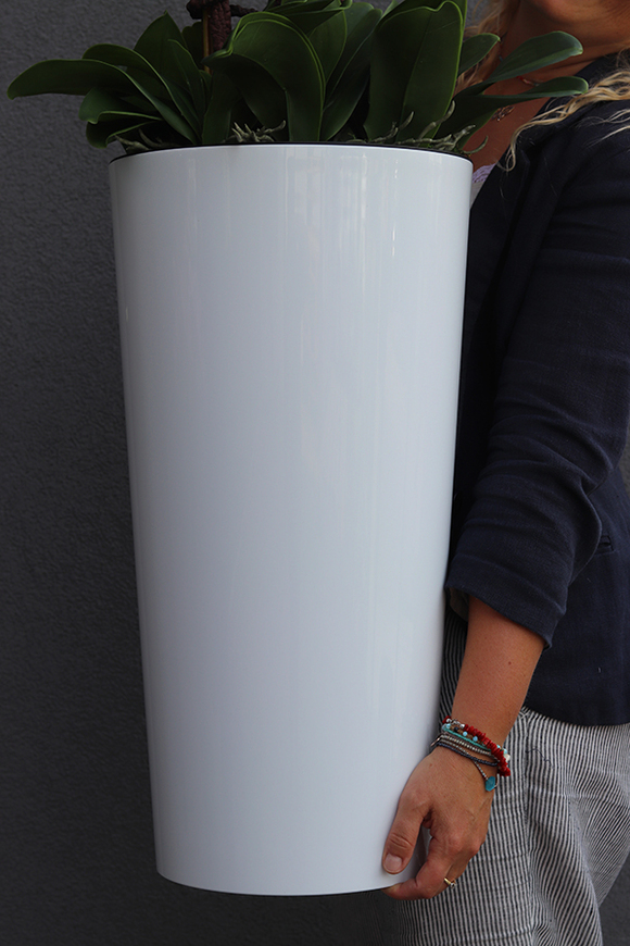 bardzo duży storczyk Madleine w białej donicy, wys.120cm