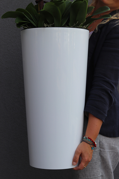 bardzo duży storczyk Madleine w białej donicy, wys.120cm