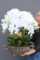 ekskluzywny storczyk Luksus Biel w metalowej donicy, wys.65cm