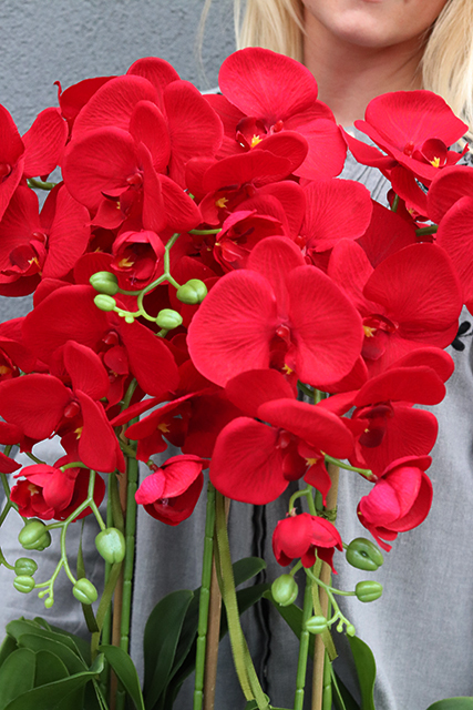 Leo Karmin, storczyk w biało-srebrnej donicy, wys.52cm