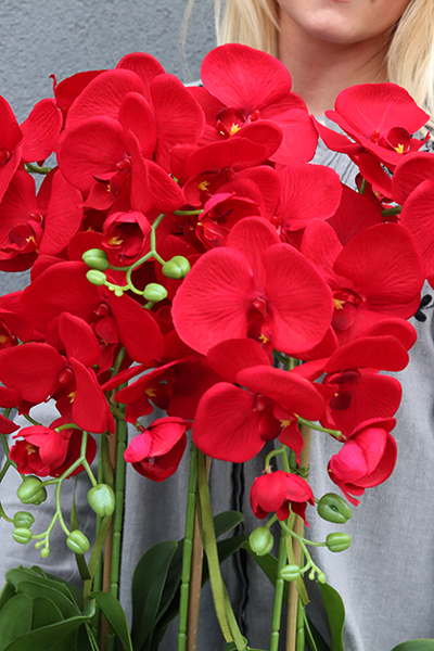 Leo Karmin, storczyk w biało-srebrnej donicy, wys.52cm