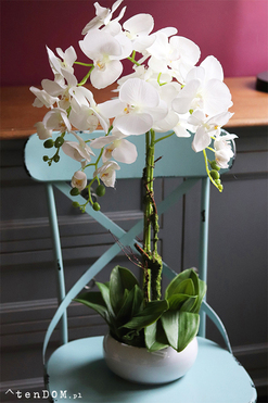 Barcelotta Classic, storczyk w białej donicy, wym.73cm 
