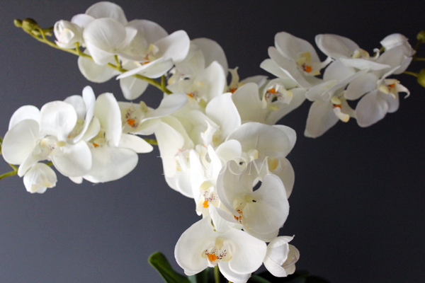 storczyk Genua w srebrnej donicy, wys.57cm