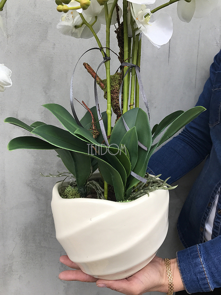 Tulip kremowy storczyk w pięknej donicy wys.68cm