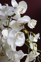 Germina, efektowny storczyk w różowej donicy, wys.67cm