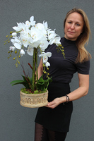 Millato, biały storczyk w postarzanej donicy, wys.60cm