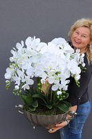 ekskluzywny storczyk Luksus Biel w metalowej donicy, wys.65cm