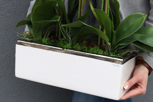 Leo Karmin, storczyk w biało-srebrnej donicy, wys.52cm