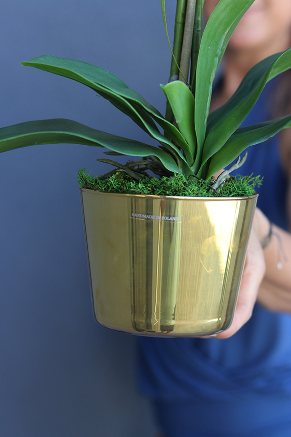 Golden Ramoneo, storczyk w złotej donicy, wys.50cm