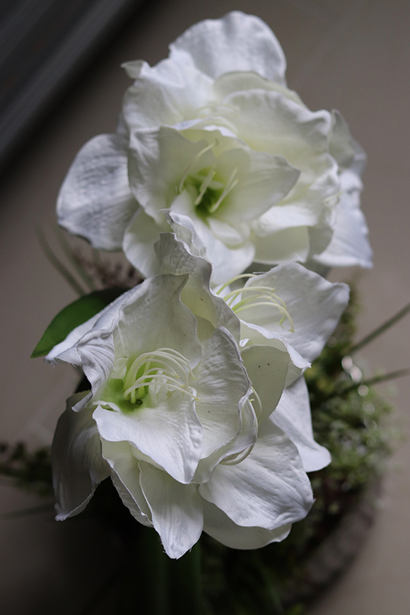 Białe Amarylisy Spring, kompozycja w lustrzanej misie, wys.54cm