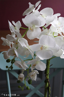 Barcelotta Classic, storczyk w białej donicy, wym.73cm 