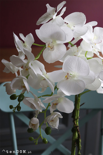 Barcelotta Classic, storczyk w białej donicy, wym.73cm 