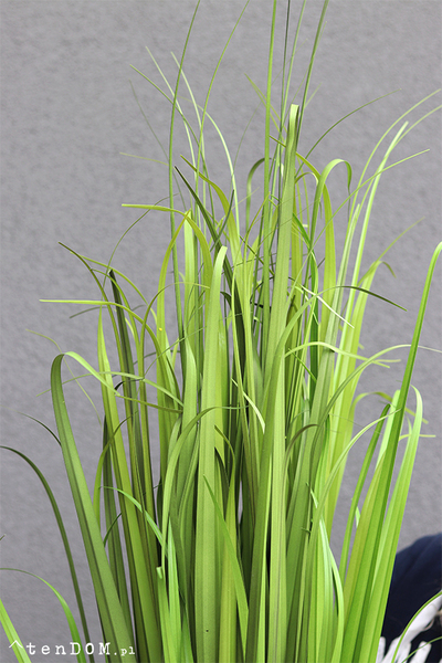 Moris New, wysoka sztuczna trawa, 1szt, wys.110cm 