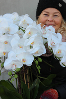 bardzo duży storczyk w eleganckim aluminiowym pucharze Rezydencja, wys.85cm