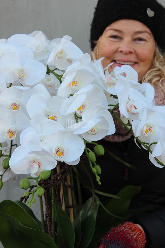 bardzo duży storczyk w eleganckim aluminiowym pucharze Rezydencja, wys.85cm