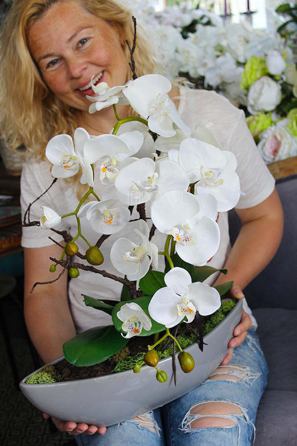 storczyk Laos w ceramicznej, szarej donicy, wys.56cm