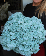 bukiet niebieskich hortensji Horton 10szt., wys.50cm