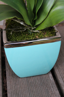 sztuczny storczyk Turkus, wys.60cm