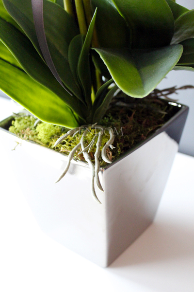 storczyk Genua w srebrnej donicy, wys.57cm