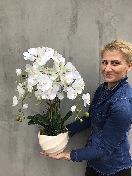 Tulip kremowy storczyk w pięknej donicy wys.68cm