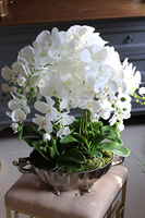 ekskluzywny storczyk Luksus Biel w metalowej donicy, wys.65cm