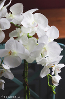 Barcelotta Classic, storczyk w białej donicy, wym.73cm 