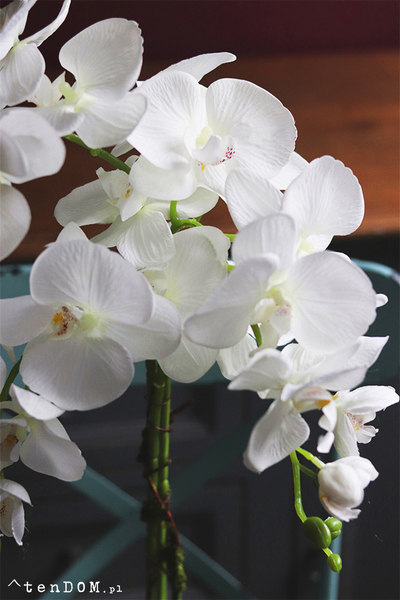 Barcelotta Classic, storczyk w białej donicy, wym.73cm 