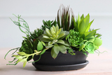 Haiko, kompozycja sukulenty w donicy z podstawkiem, wys.19cm