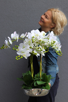 Bazylea Berlicot, elegancki storczyk w lustrzanej misie, wys.55cm
