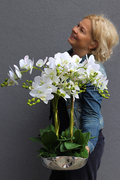 Bazylea Berlicot, elegancki storczyk w lustrzanej misie, wys.55cm