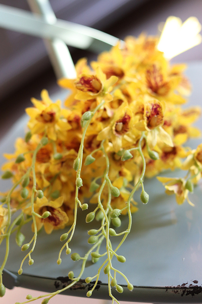 bukiet tajskiej orchidei, Multikolor, żółta, 12szt, dł.67cm 