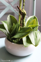 Barcelotta Classic, storczyk w białej donicy, wym.73cm 