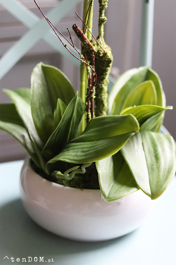 Barcelotta Classic, storczyk w białej donicy, wym.73cm 