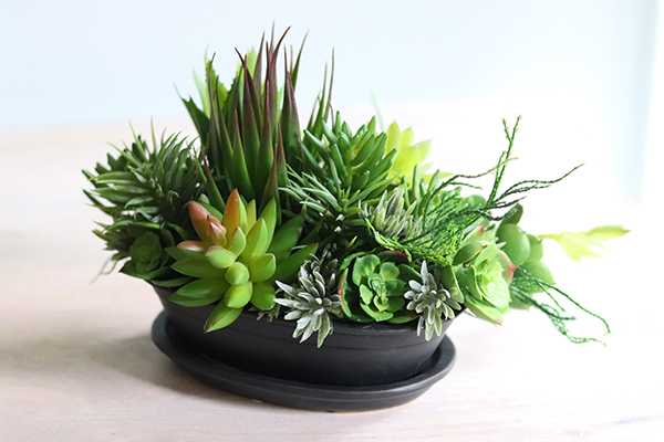 Haiko, kompozycja sukulenty w donicy z podstawkiem, wys.19cm