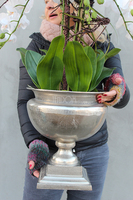 bardzo duży storczyk w eleganckim aluminiowym pucharze Rezydencja, wys.85cm