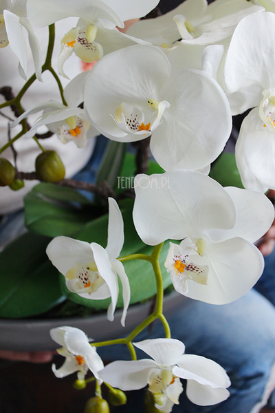 storczyk Laos w ceramicznej, szarej donicy, wys.56cm