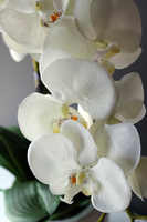 storczyk Genua w srebrnej donicy, wys.57cm