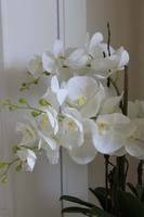 gumowy Gold House, storczyk w szklanym naczyniu wys.72cm