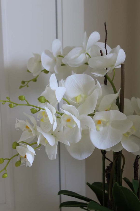 gumowy Gold House, storczyk w szklanym naczyniu wys.72cm