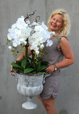 bardzo duży storczyk Leostro w metalowym pucharze, wys.98cm 