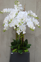 Nevis Antracyt Grande storczyk w nowoczesnej donicy, wys.160cm 