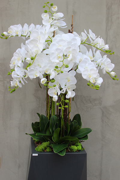 Nevis Antracyt Grande storczyk w nowoczesnej donicy, wys.160cm 