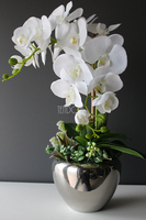 Kayoko storczyk z sukulentami w srebnej donicy, wys.55cm